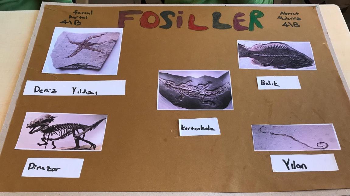 Okulumuz 4/B Sınıfı Öğrencileri Fen Bilimleri Dersi Kapsamında Fosiller ile İlgili Poster Hazırladı