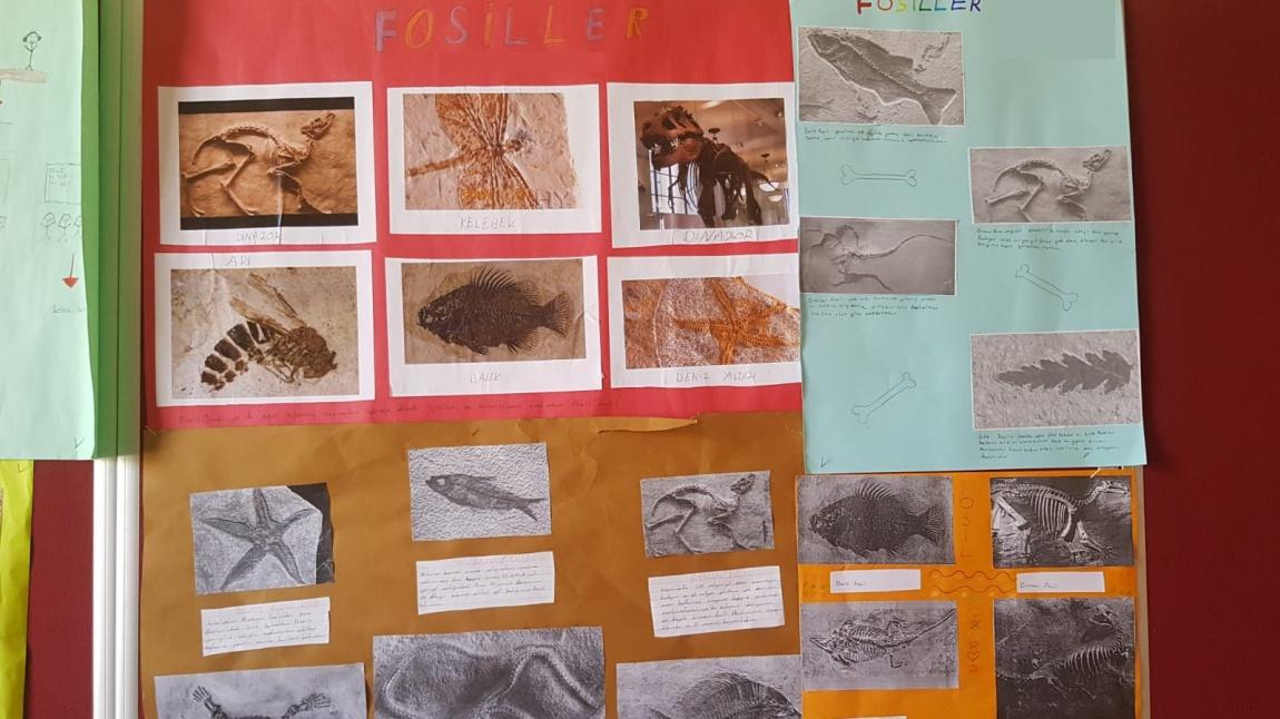 Okulumuz 4/A Sınıfı Öğrencileri Fosiller İle İlgili Poster Hazırladı