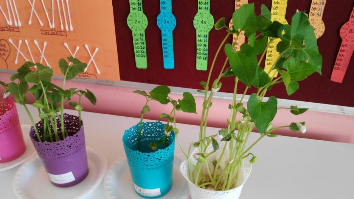 Okulumuz 3-A Öğrencileri Bitkilerin Yaşam Döngüsü Fasulye Deneyi Yaptı